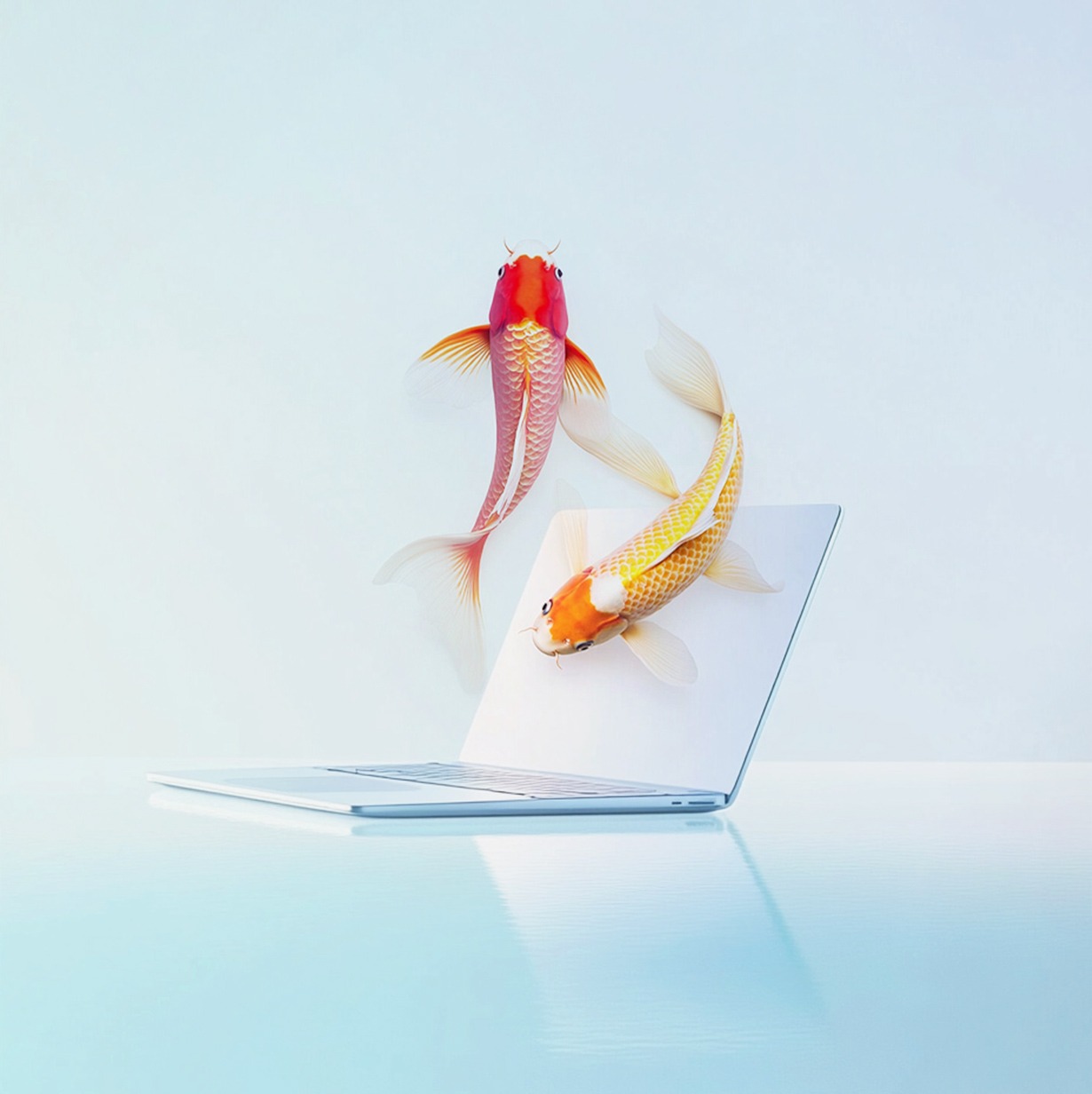 Servicio de diseño creativo. Diseño y desarrollo Web